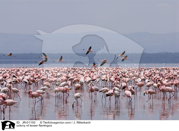 Kolonie Zwergflamingos / colonyof lesser flamingos / JR-01100